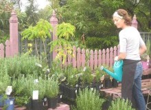 Kwikfynd Plant Nursery
carrollscreek