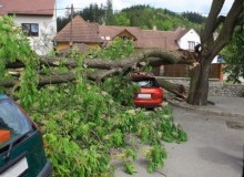 Kwikfynd Tree Cutting Services
carrollscreek