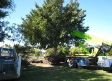Kwikfynd Tree Management Services
carrollscreek